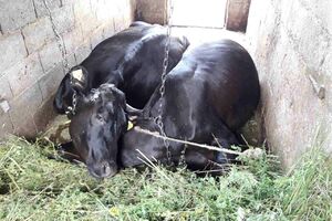Grom usmrtio četiri krave u Ozrinićima