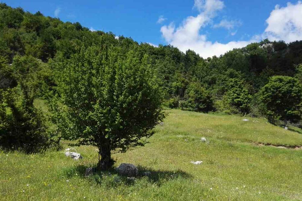 vremenska prognoza, priroda, Piva, Foto: Dušan Cicmil