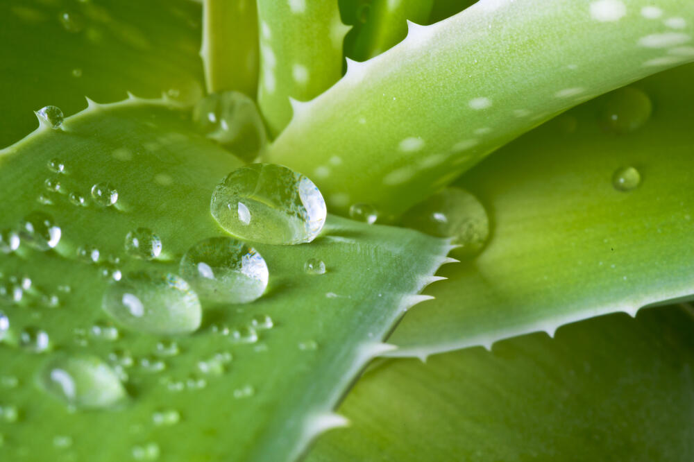 aloe vera, Foto: Shutterstock