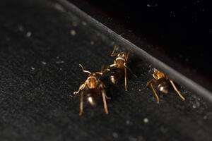 Kako se riješiti mrava, buba i komaraca