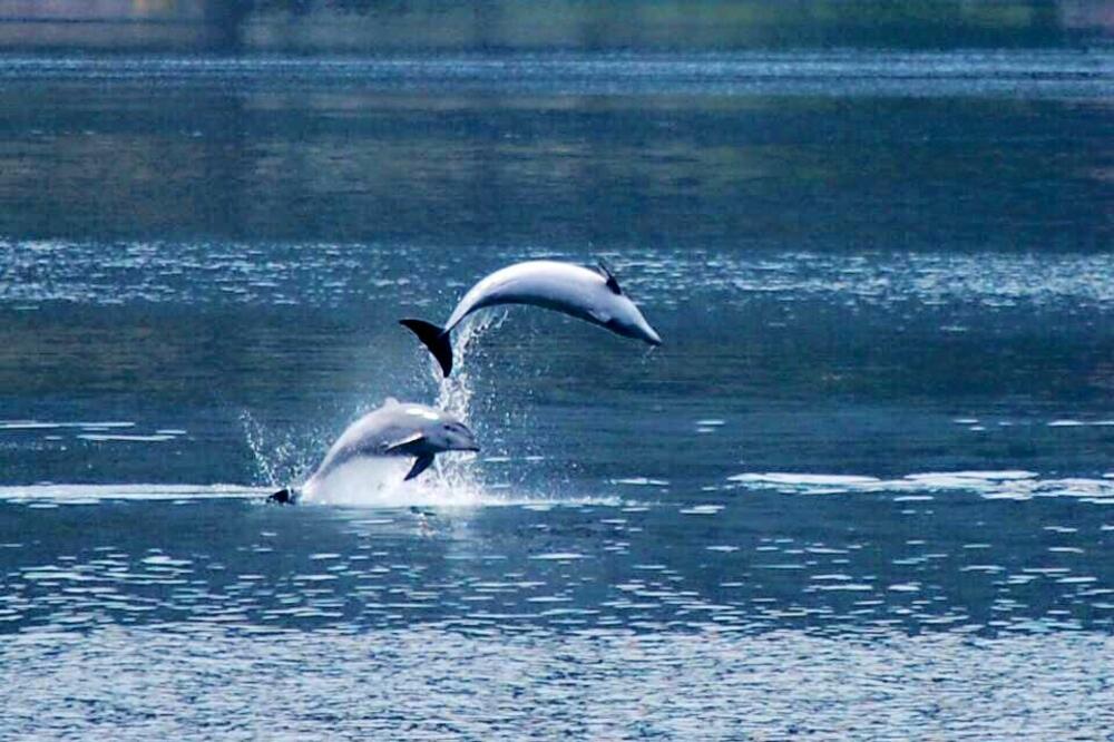 Delfini Boka Kotorska, Foto: Mirjana Miljanović