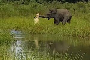 Pogledajte kako je slon spasio mladunče od krokodila