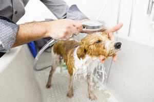 Da li pravite ove greške prilikom kupanja psa