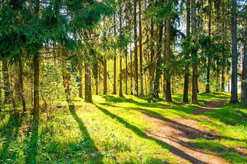 šuma, priroda, proljeće, Foto: Shutterstock.com