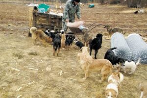 Kolašin: Otrovali pse u privatnom azilu