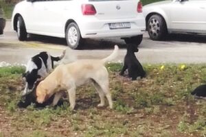 Čopori pasa lutaju i kod budvanskog vrtića