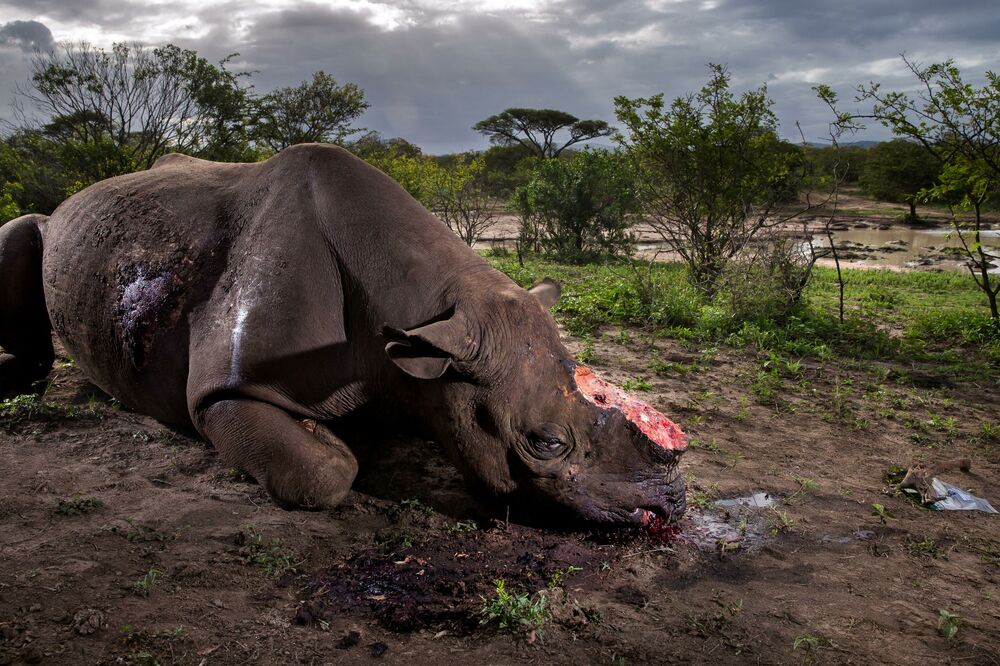 nosorog, Foto: Reuters