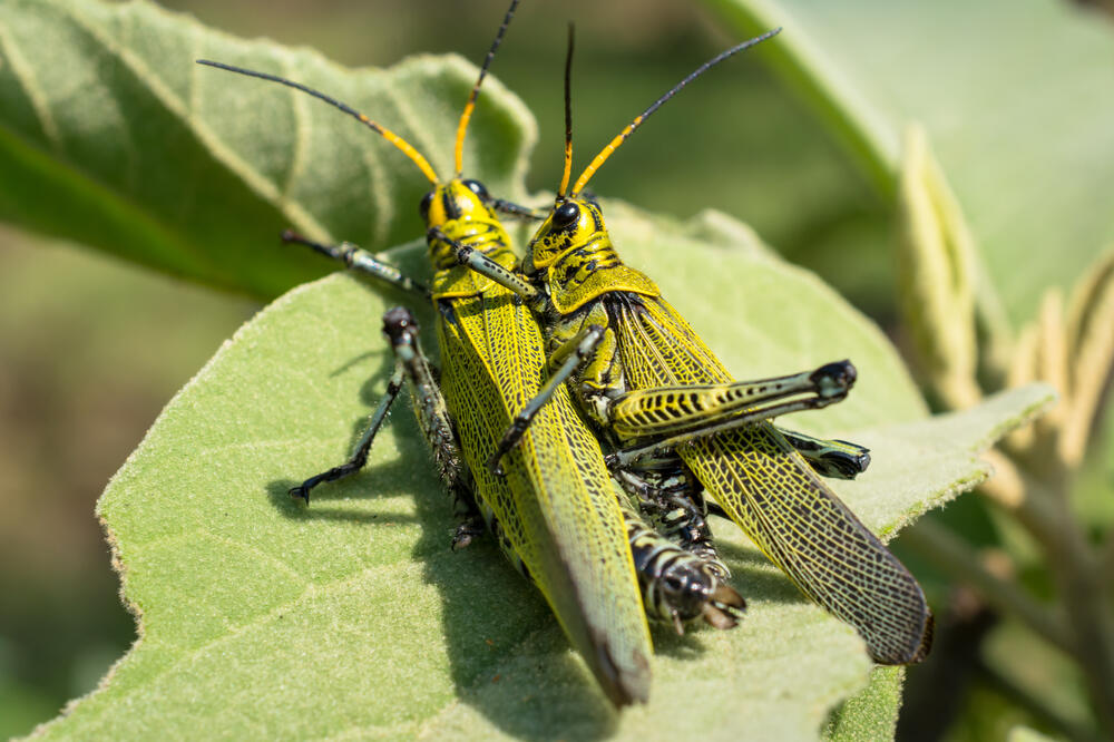 skakavac, Foto: Shutterstock.com