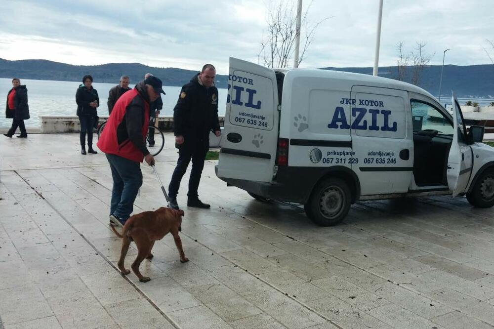 pas napad Tivat, Foto: Siniša Luković