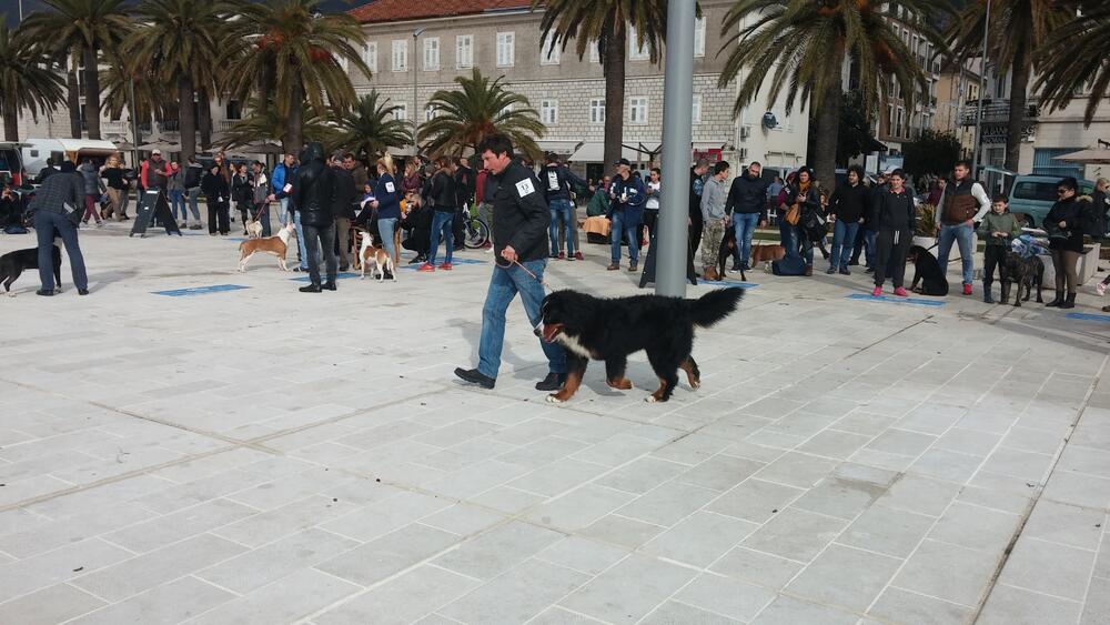 Tivat izložba pasa