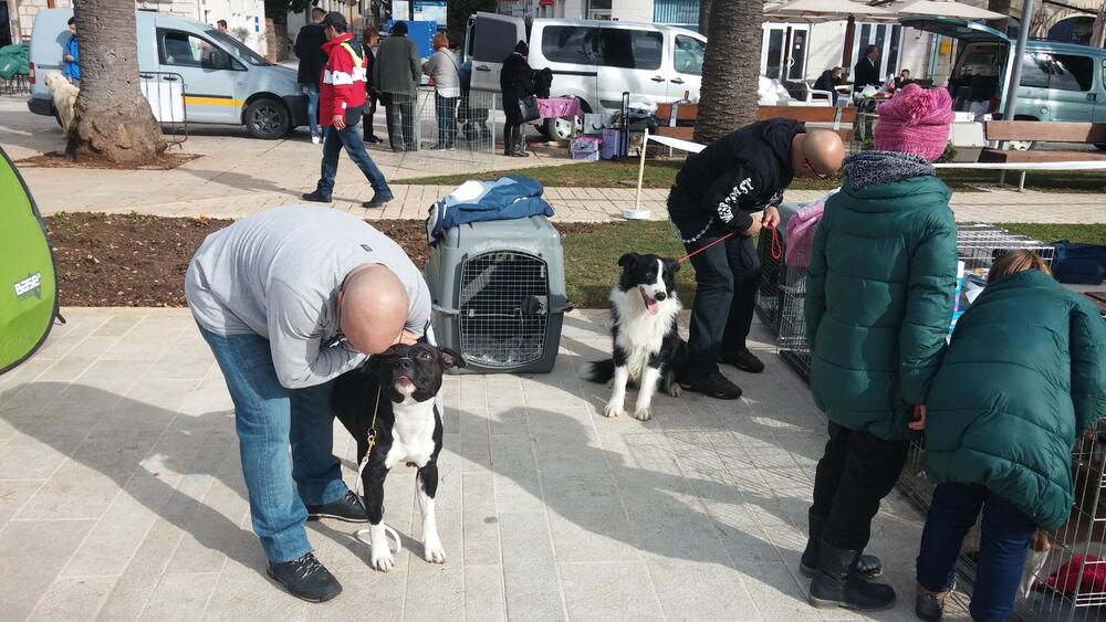 Tivat izložba pasa