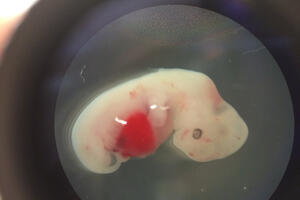 Naučnici počeli da gaje ljudske ćelije u embrionima svinja