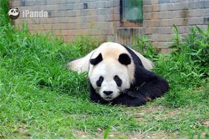 Uginuo Pan Pan: Mužjak pande koji je ostavio preko 130 potomaka