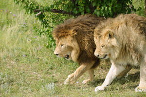 Njemačka: Dva lava "nekako" pobjegla iz zoološkog vrta