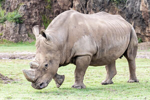 Rendžeri usmrtili 350 bizona i nosoroga zbog suše