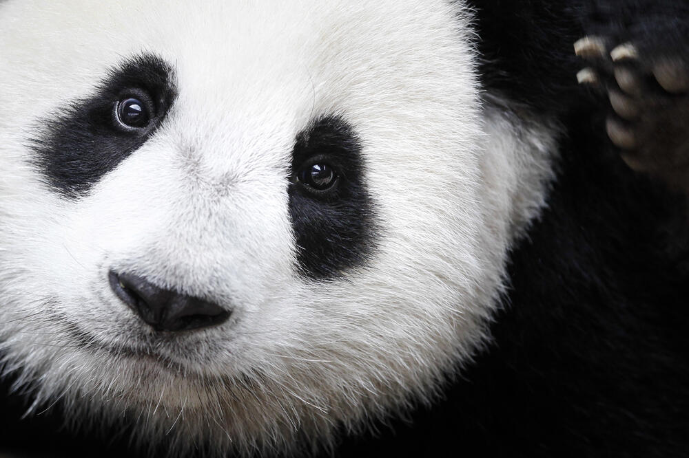 Džinovska panda, Foto: Beta/AP