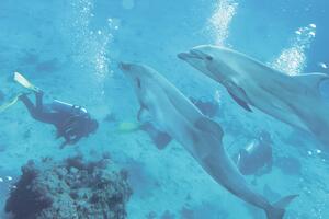 Američka vlada predlaže zabranu plivanja s delfinima