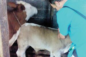 Uprava za bezbjednost hrane: Vakcinisano 77 odsto goveda