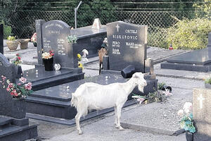 Koze opet šetaju grobljem