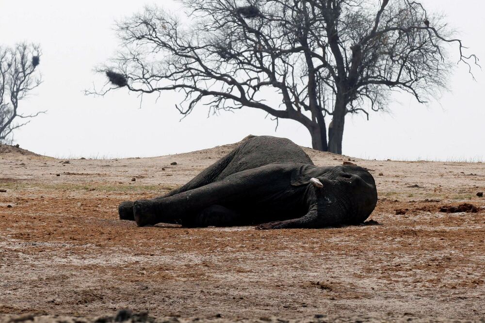 mrtav slon, Foto: Reuters