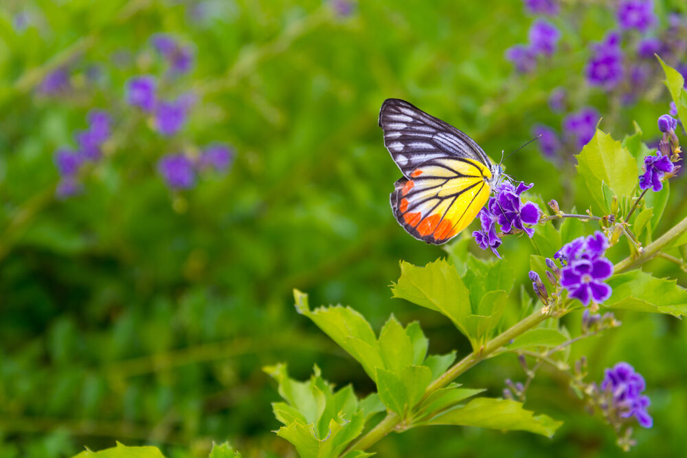 leptir, Foto: Shutterstock