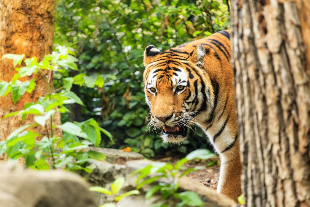 tigar, Foto: Shutterstock.com