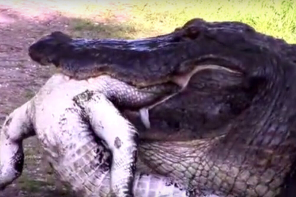 aligator Kanibal, Foto: Screenshot (YouTube)