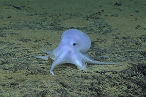 Novi Zeland: Hobotnica pobjegla iz akvarijuma u okean