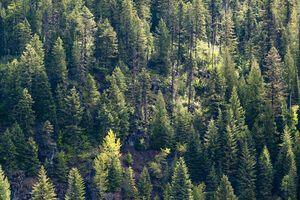 OZON: Unaprijediti kvalitet šuma u cilju ublažavanja klimatskih...