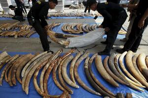 U Kongu raskrinkan lanac krijumčarenja slonovače