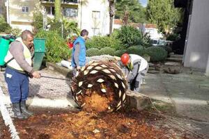 U Tivtu posječena velika kanarska palma: Uništio je surlaš