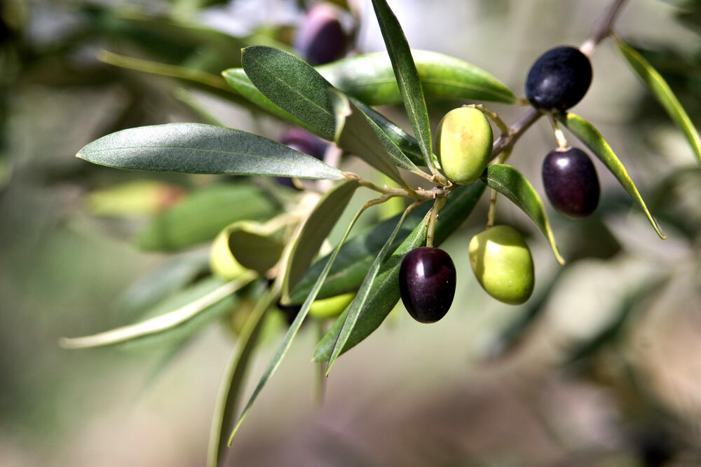 masline, Foto: Shutterstock