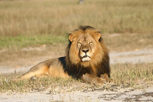 SAD uvodi dvije vrste lavova u spisak životinja pod zaštitom