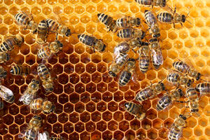 Održano stručno predavanje za 78 pčelara