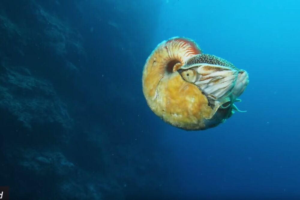 Nautilus, Foto: Screenshot (YouTube)