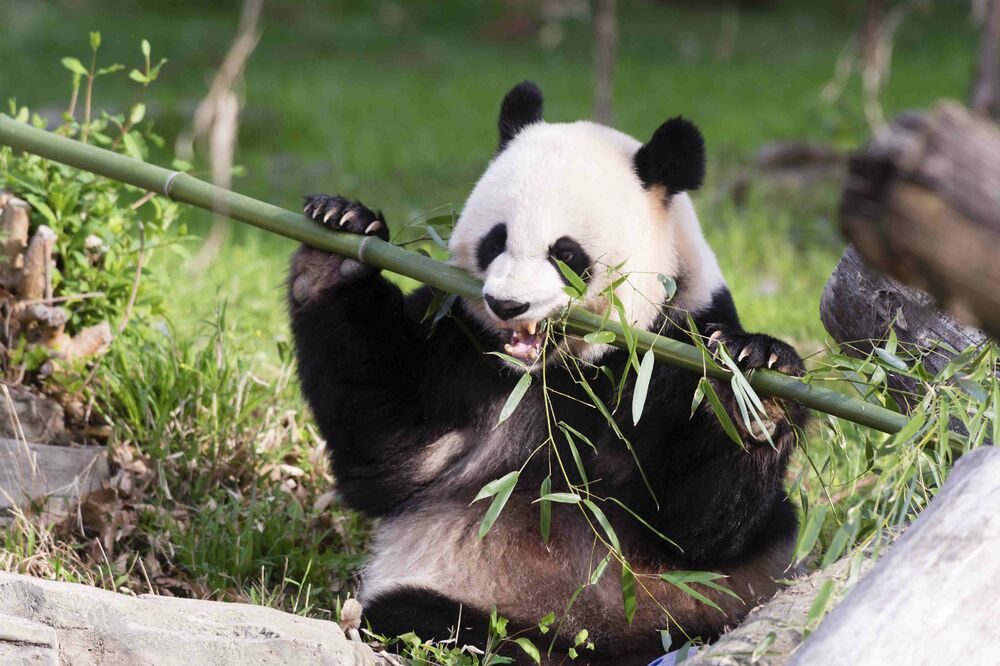 Mei Sijang, Foto: Reuters