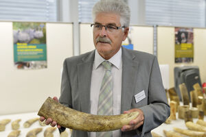 Švajcarski carinici zaplijenili 260 kilograma slonovače