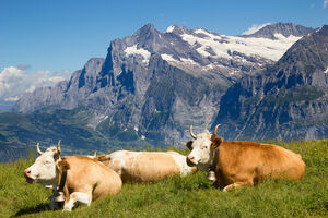 Švajcarska vojska će nositi vodu žednim kravama