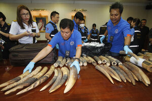 Tajland: Zaplijenjena slonovača na aerodromu