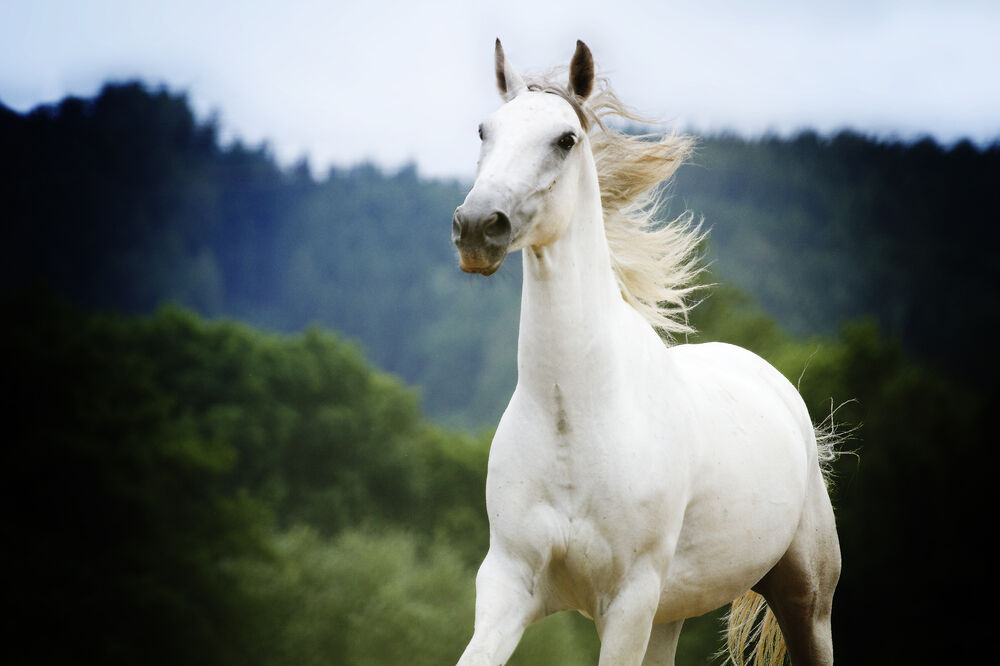 lipicaner, Foto: Shutterstock