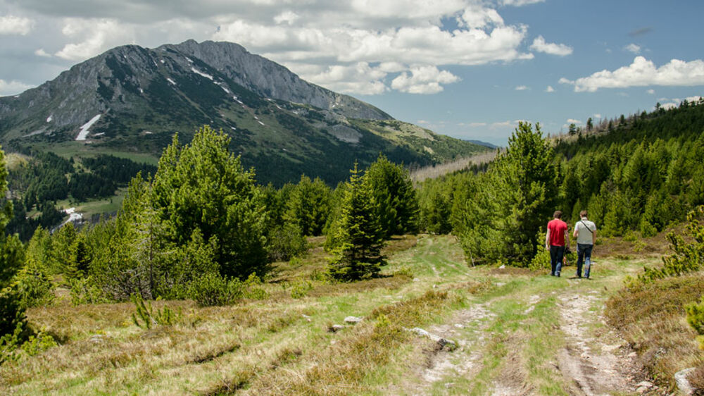 Rožaje, Damira