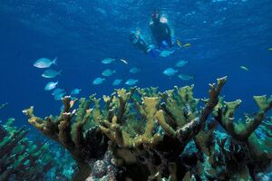 ASEAN zabrinut zbog kineskih radova na koralnom grebenu