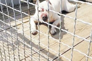 Podgorica: Staford napao psa lutalicu na ulici
