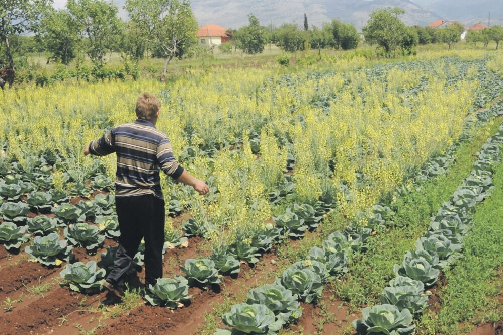 njiva, kupus, poljoprivreda, Foto: Vesko Belojević