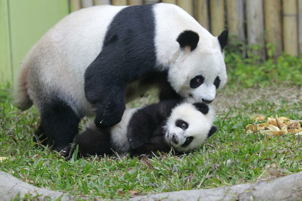 džinovska panda, Foto: Reuters