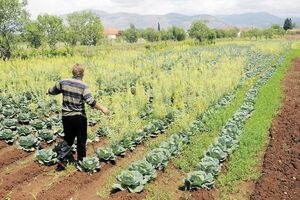 IPARD like projekat: Zahtjeve dostavila 202 poljoprivrednika