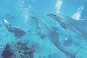 Mjanmar želi da obnovi zajednički riblov ljudi i delfina