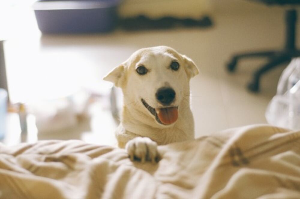 Gluta, najsrećniji pas na svijetu, Foto: Gluta.tumblr.com