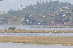 Tivat: Otvorena ornitološka staza u zaštićenom parku prirode