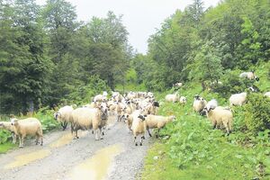 Nezakonitosti u nabavci oznaka za ovce i koze